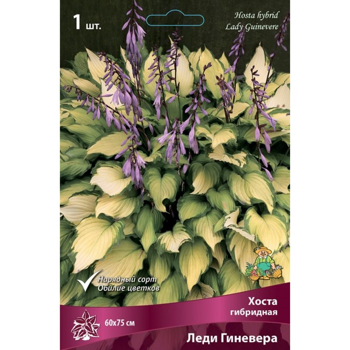Хоста гибридная Леди Гиневера, I р-р, 1 шт. 60*75 h(см), Осень 2024
