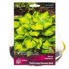 Хоста гибридная Лейксайд Банана Бей, I р-р, 1 шт. 40*60 h(см), Осень 2025  (артикул 9245872)  большой выбор товаров оптом и в розницу по низким ценам с доставкой