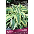 Хоста гибридная Лейксайд Дрэгонфлай, I р-р, 1 шт. 45*75 h(см), Осень 2025  (артикул 9245873)  большой выбор товаров оптом и в розницу по низким ценам с доставкой