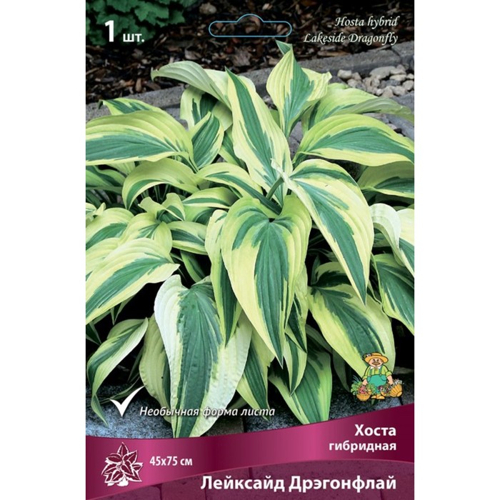 Хоста гибридная «Лейксайд Дрэгонфлай», 1 шт., Осень 2026, «ПОИСК»