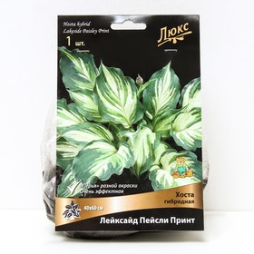 Хоста гибридная Лейксайд Пейсли Принт, I р-р, 1 шт. 15*20 h(см), Осень 2022  (артикул 9245874)  большой выбор товаров оптом и в розницу по низким ценам с доставкой