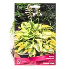 Хоста гибридная Мама Миа, I р-р, 1 шт. 40*65 h(см), Осень 2025  (артикул 9245875)  большой выбор товаров оптом и в розницу по низким ценам с доставкой