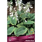 Хоста гибридная Мейпл Лиф, I р-р, 1 шт. 55 h(см), Осень 2025  (артикул 9245877)  большой выбор товаров оптом и в розницу по низким ценам с доставкой