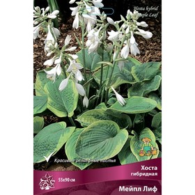 Хоста гибридная Мейпл Лиф, I р-р, 1 шт. 55 h(см), Осень 2025  (артикул 9245877)  большой выбор товаров оптом и в розницу по низким ценам с доставкой