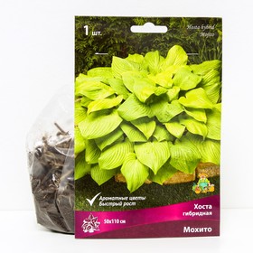 Хоста гибридная Мохито, I р-р, 1 шт. 50*110 h(см), Осень 2025  (артикул 9245882)  большой выбор товаров оптом и в розницу по низким ценам с доставкой