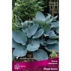 Хоста гибридная Муди Блюз, I р-р, 1 шт. 40*65 h(см), Осень 2025  (артикул 9245883)  большой выбор товаров оптом и в розницу по низким ценам с доставкой