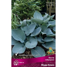 Хоста гибридная Муди Блюз, I р-р, 1 шт. 40*65 h(см), Осень 2025  (артикул 9245883)  большой выбор товаров оптом и в розницу по низким ценам с доставкой