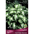 Хоста гибридная Найт Бифо Крисмас, I р-р, 1 шт. 75*75 h(см), Осень 2024  (артикул 9245885)  большой выбор товаров оптом и в розницу по низким ценам с доставкой