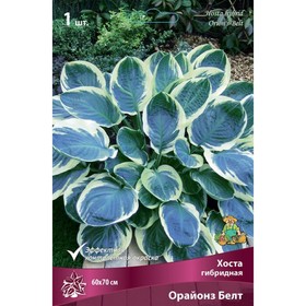Хоста гибридная Орайонз Белт, I р-р, 1 шт. 60*70 h(см), Осень 2022  (артикул 9245886)  большой выбор товаров оптом и в розницу по низким ценам с доставкой