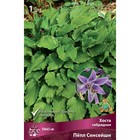 Хоста гибридная Пёпл Сенсейшн, I р-р, 1 шт. 50*65 h(см), Осень 2025  (артикул 9245888)  большой выбор товаров оптом и в розницу по низким ценам с доставкой