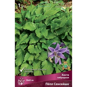 Хоста гибридная Пёпл Сенсейшн, I р-р, 1 шт. 50*65 h(см), Осень 2025  (артикул 9245888)  большой выбор товаров оптом и в розницу по низким ценам с доставкой