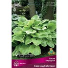 Хоста гибридная Сам энд Сабстанс, I р-р, 1 шт. 100*120 h(см), Осень 2025  (артикул 9245894)  большой выбор товаров оптом и в розницу по низким ценам с доставкой