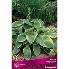 Хоста гибридная Самурай, I р-р, 1 шт. 55*80 h(см), Осень 2025  (артикул 9245895)  большой выбор товаров оптом и в розницу по низким ценам с доставкой