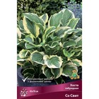 Хоста гибридная Со Свит, I р-р, 1 шт. 45*70 h(см), Осень 2025  (артикул 9245897)  большой выбор товаров оптом и в розницу по низким ценам с доставкой