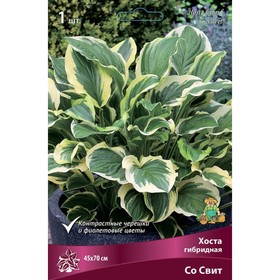 Хоста гибридная Со Свит, I р-р, 1 шт. 45*70 h(см), Осень 2025  (артикул 9245897)  большой выбор товаров оптом и в розницу по низким ценам с доставкой