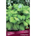 Хоста гибридная Стейнд Гласс, I р-р, 1 шт. 50*100 h(см), Осень 2024  (артикул 9245899)  большой выбор товаров оптом и в розницу по низким ценам с доставкой