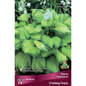 Хоста гибридная Стейнд Гласс, I р-р, 1 шт. 50*100 h(см), Осень 2024  (артикул 9245899)  большой выбор товаров оптом и в розницу по низким ценам с доставкой