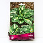 Хоста гибридная Стинг, I р-р, 1 шт. 35*45 h(см), Осень 2024  (артикул 9245900)  большой выбор товаров оптом и в розницу по низким ценам с доставкой