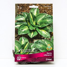 Хоста гибридная Стинг, I р-р, 1 шт. 35*45 h(см), Осень 2024  (артикул 9245900)  большой выбор товаров оптом и в розницу по низким ценам с доставкой