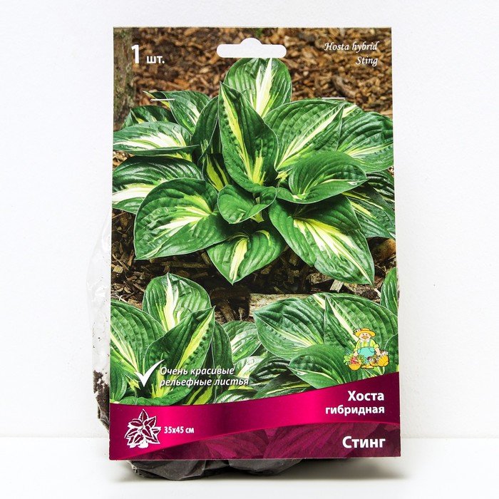 Хоста гибридная Стинг, I р-р, 1 шт. 35*45 h(см), Осень 2024