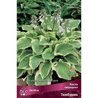 Хоста гибридная Тамбурин, I р-р, 1 шт. 50*100 h(см), Осень 2025  (артикул 9245901)  большой выбор товаров оптом и в розницу по низким ценам с доставкой