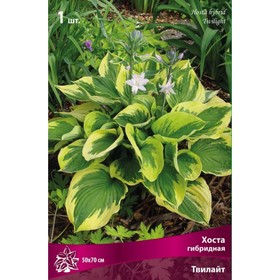 Хоста гибридная Твилайт, I р-р, 1 шт. 50*70 h(см), Осень 2025  (артикул 9245902)  большой выбор товаров оптом и в розницу по низким ценам с доставкой
