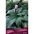 Хоста гибридная Ти Рекс, I р-р, 1 шт. 100*120 h(см), Осень 2024  (артикул 9245903)  большой выбор товаров оптом и в розницу по низким ценам с доставкой