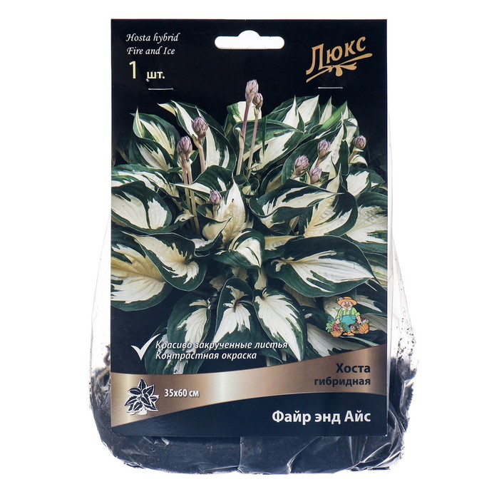 Хоста гибридная Файр энд Айс, I р-р, 1 шт. 35*60 h(см), Осень 2022