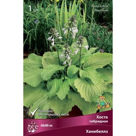 Хоста гибридная Ханибеллз, I р-р, 1 шт. 60*80 h(см), Осень 2025  (артикул 9245907)  большой выбор товаров оптом и в розницу по низким ценам с доставкой