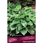 Хоста гибридная Шуга энд Спайс, I р-р, 1 шт. 50*80 h(см), Осень 2022  (артикул 9245908)  большой выбор товаров оптом и в розницу по низким ценам с доставкой