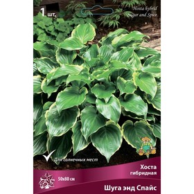 Хоста гибридная Шуга энд Спайс, I р-р, 1 шт. 50*80 h(см), Осень 2022  (артикул 9245908)  большой выбор товаров оптом и в розницу по низким ценам с доставкой