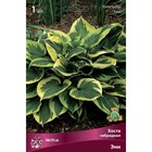 Хоста гибридная Энн, I р-р, 1 шт. 40*70 h(см), Осень 2025  (артикул 9245909)  большой выбор товаров оптом и в розницу по низким ценам с доставкой