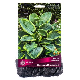 Хоста Зибольда Фрэнсиз Вилльямс, I р-р, 1 шт. 65*100 h(см), Осень 2025  (артикул 9245911)  большой выбор товаров оптом и в розницу по низким ценам с доставкой