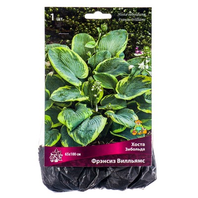 Хоста Зибольда Фрэнсиз Вилльямс, I р-р, 1 шт. 65*100 h(см), Осень 2025