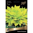 Хоста поздняя Санни Халцион, I р-р, 1 шт. 40*60 h(см), Осень 2025  (артикул 9245912)  большой выбор товаров оптом и в розницу по низким ценам с доставкой
