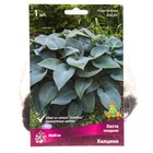 Хоста поздняя Халцион, I р-р, 1 шт. 40*60 h(см), Осень 2022  (артикул 9245913)  большой выбор товаров оптом и в розницу по низким ценам с доставкой