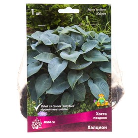 Хоста поздняя Халцион, I р-р, 1 шт. 40*60 h(см), Осень 2022  (артикул 9245913)  большой выбор товаров оптом и в розницу по низким ценам с доставкой