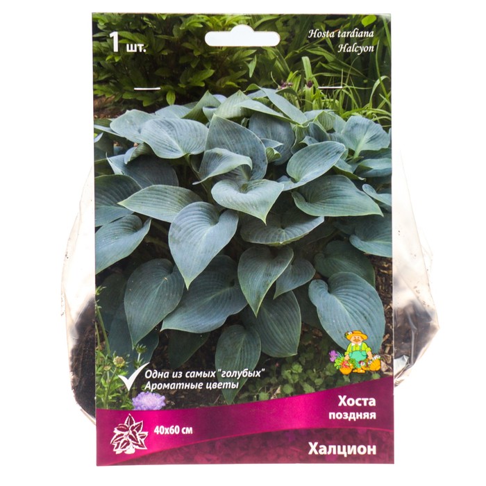 Хоста поздняя Халцион, I р-р, 1 шт. 40*60 h(см), Осень 2022