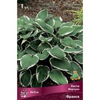 Хоста Форчуна Франсе, I р-р, 1 шт. 50*70 h(см), Осень 2025  (артикул 9245916)  большой выбор товаров оптом и в розницу по низким ценам с доставкой