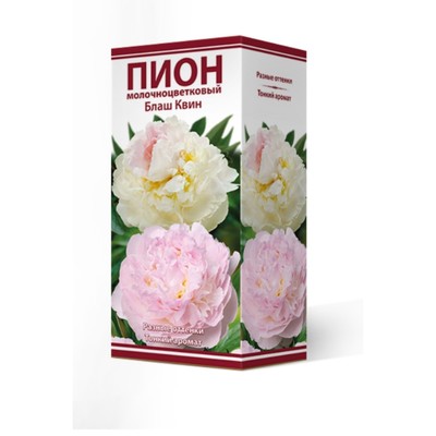 Пионы молочноцветковые Блаш Квин, 2-3 р-р, 1 шт. 90 h(см), Осень 2022