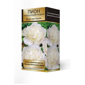 Пионы молочноцветковые Боул ов Крим, 2-3. р-р, 1 шт. 90-100 h(см), Осень 2024  (артикул 9245929)  большой выбор товаров оптом и в розницу по низким ценам с доставкой