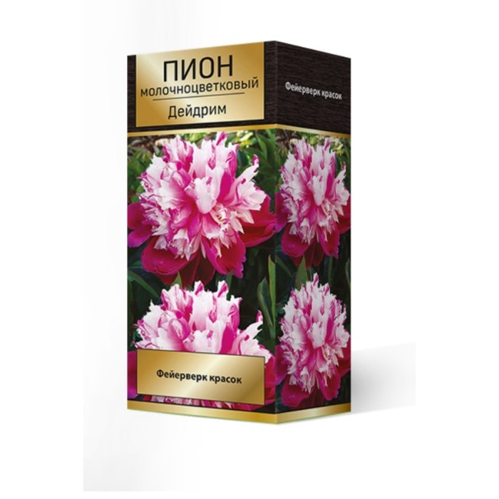 Пионы молочноцветковые Дейдрим, 2-3 р-р, 1 шт. 70 h(см), Осень 2024