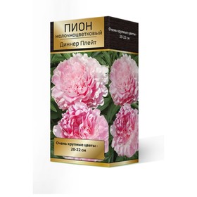 Пионы молочноцветковые Диннер Плейт, 2-3 р-р, 1 шт. 90 h(см), Осень 2025  (артикул 9245937)  большой выбор товаров оптом и в розницу по низким ценам с доставкой