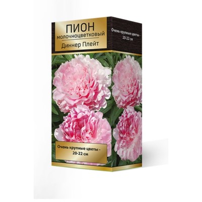 Пионы молочноцветковые Диннер Плейт, 2-3 р-р, 1 шт. 90 h(см), Осень 2022
