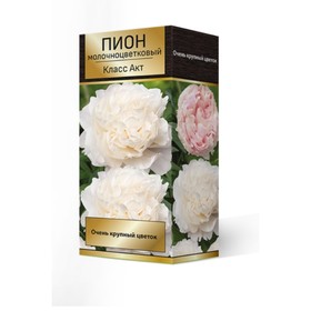 Пион молочноцветковый Класс Акт, 2-3. р-р, 1 шт. 90-100 h(см), Осень 2024 9245938