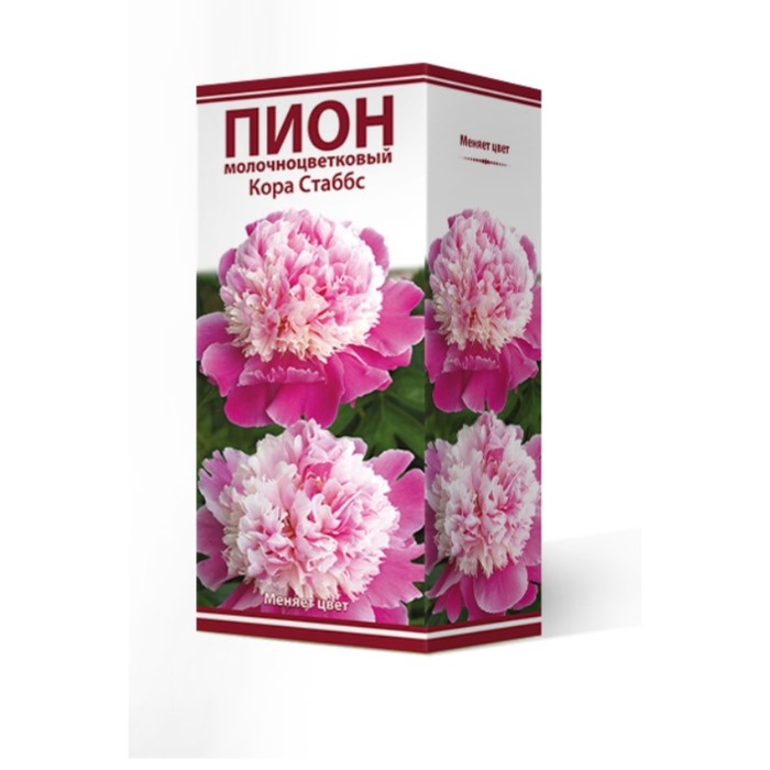Пионы молочноцветковые Кора Стаббс, 2-3. р-р, 1 шт. 80-90 h(см), Осень 2024