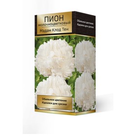 Пионы молочноцветковые Мадам Клод Тен, 2-3. р-р, 1 шт. 90-100 h(см), Осень 2024  (артикул 9245948)  большой выбор товаров оптом и в розницу по низким ценам с доставкой