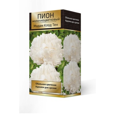 Пионы молочноцветковые Мадам Клод Тен, 2-3. р-р, 1 шт. 90-100 h(см), Осень 2024