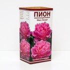 Пионы молочноцветковые Мисс Экхарт, 2-3 р-р, 1 шт. 90-100 h(см), Осень 2025 - Фото 1