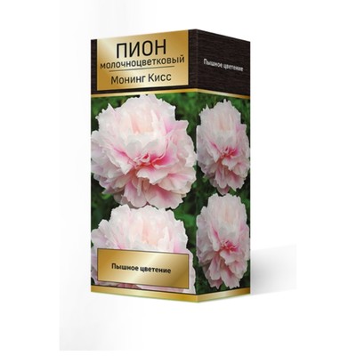Пионы молочноцветковые Монинг Кисс, 2-3 р-р, 1 шт. 70-90 h(см), Осень 2022